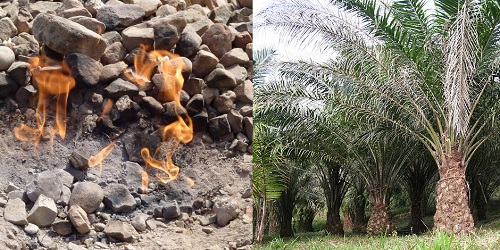 Natural gas and oil palms